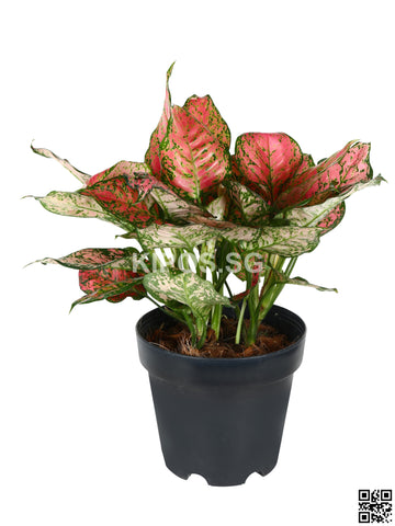 Aglaonema Pink AP-M