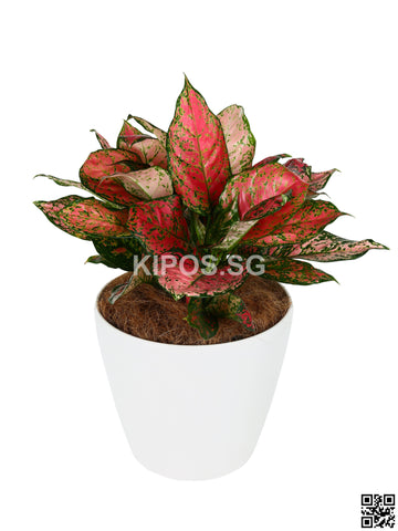 Aglaonema Pink in Tabletop Round Planter (Rental)