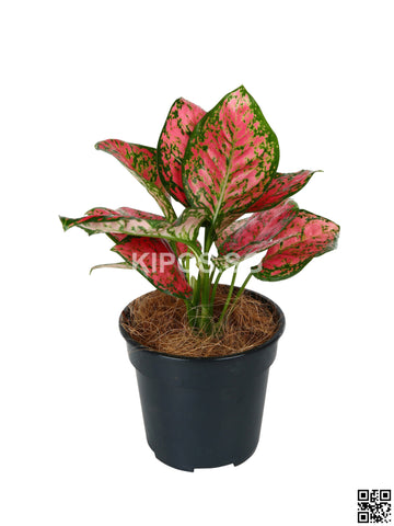 Aglaonema Pink AP-S