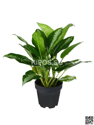 Aglaonema 'Ernesto's Favorite' APB-M