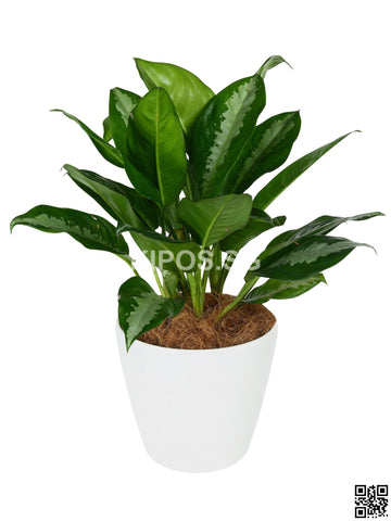 Aglaonema 'Ernesto's Favorite' in Tabletop Round Planter (Rental)