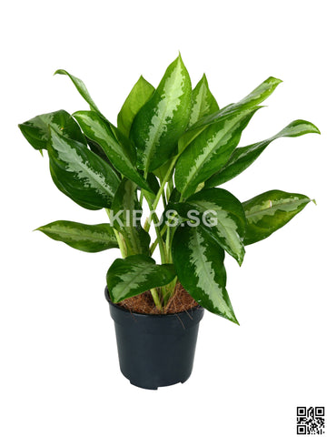 Aglaonema 'Ernesto's Favorite' APB-S