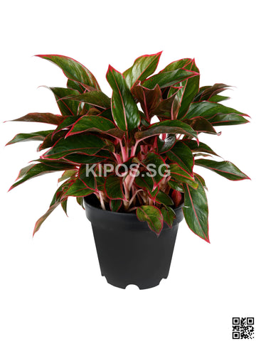 Aglaonema Red AR-M