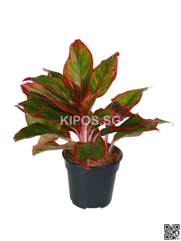 Aglaonema Red AR-S