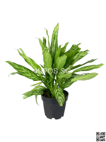 Aglaonema 'Silver Queen' ASQ-M