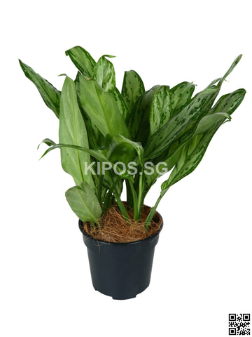 Aglaonema 'Silver Queen' ASQ-S