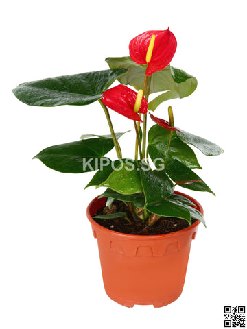 Anthurium Andraeanum ATU-S, ATU-M