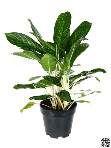 Aglaonema 'White' AQ-M