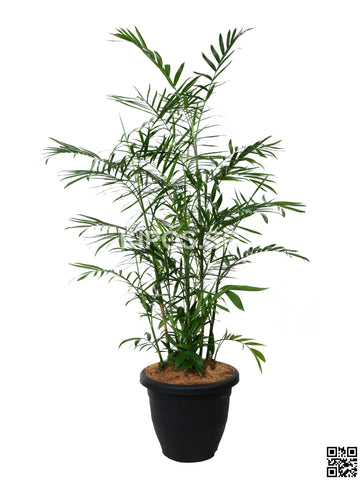 CHAMAEDOREA seifrizii BAMPAM-4FT
