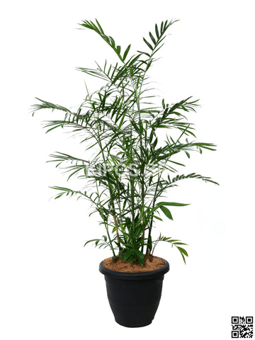 CHAMAEDOREA seifrizii  BAMPAM-4FT