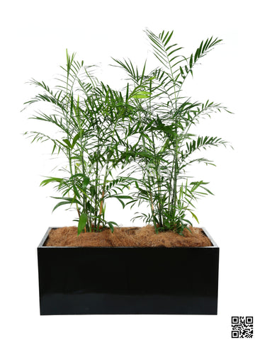 CHAMAEDOREA seifrizii in Rectangular Planter (Rental)