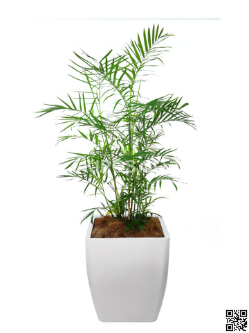 CHAMAEDOREA seifrizii  in Square Planter (Rental)