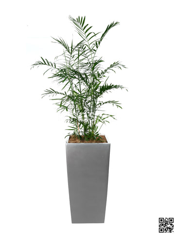 CHAMAEDOREA seifrizii in Vertical Planter (Rental)