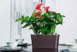 CLOUD Self-Watering Planter