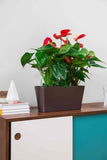 CLOUD Self-Watering Planter