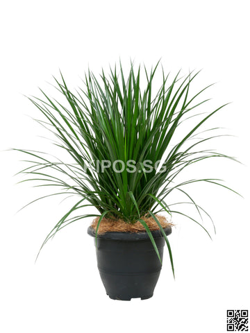 Dracaena Draco DRACO-31