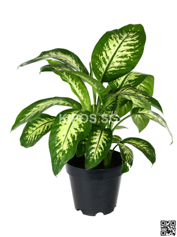 Dieffenbachia 'Tropical Snow' DTS-M