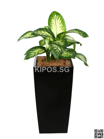 Dieffenbachia 'Tropical Snow' in Vertical Planter (Rental)