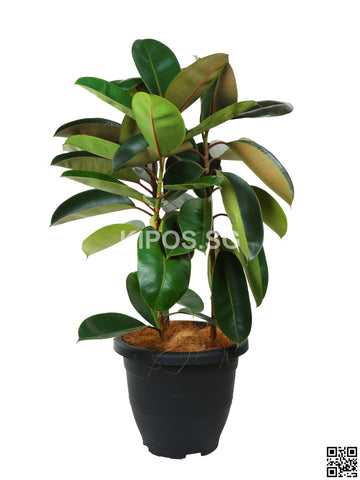 Ficus Elastica 'Black Burgundy' FIGE-BB-3FT