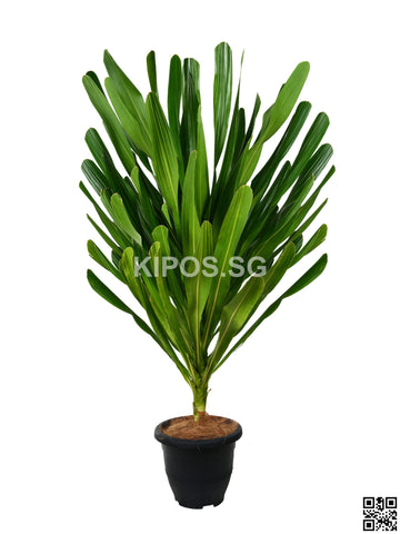 Dracaena Gymlis GYM-4FT