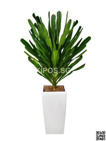 Dracaena Gymlis in Vertical Planter (Rental)