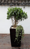 ICES Self-Watering Planter