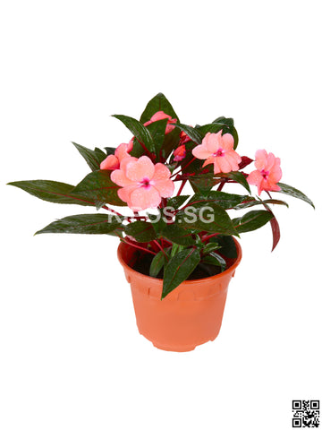 Impatiens Walleriana IMPA-S