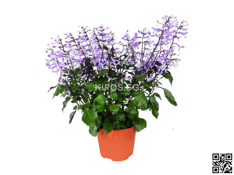 Plectranthus 'Mona Lavender' MOLAV-S