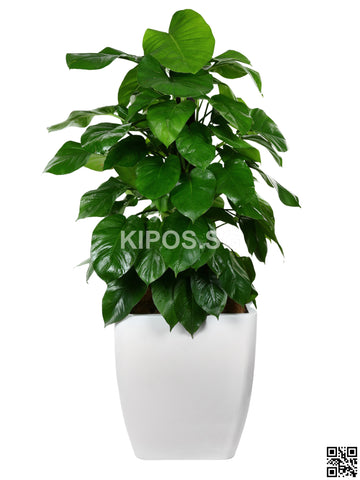 Epipremnum aureum in Square Planter (Rental)