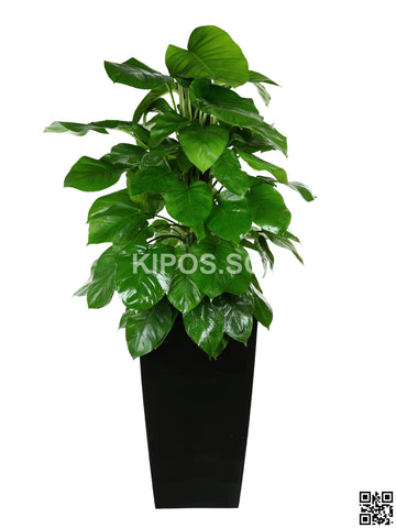 Epipremnum aureum in Vertical Planter (Rental)