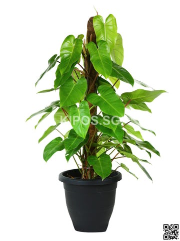 Philodendron Erubescens PHILO-5FT