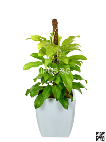 Philodendron Erubescens Gold in Square Planter (Rental)