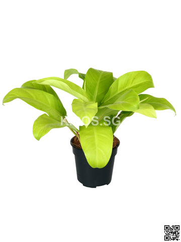 Philodendron Erubescens Gold PHILO-G-S