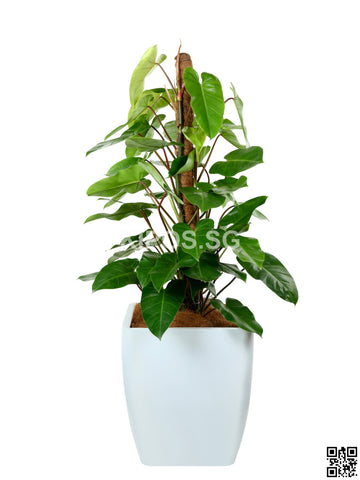 Philodendron Erubescens in Square Planter (Rental)