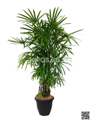 Rhapis Excelsa RHAP-E-3FT, RHAP-E-5FT