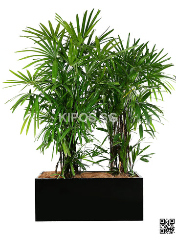 Rhapis Excelsa in Rectangular Planter (Rental)