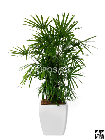 Rhapis Excelsa in Square Planter