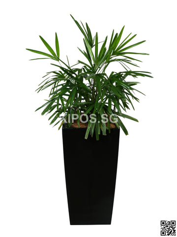 Rhapis Excelsa in Vertical Planter (Rental)
