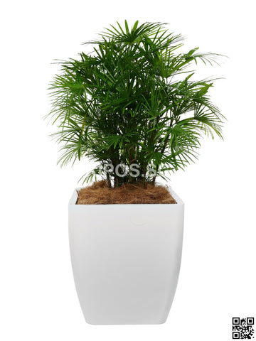 Rhapis Multifida in Square Planter (Rental)