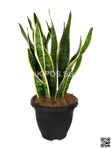 Sansevieria Trifasciata SANS-B