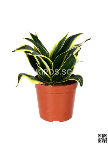 Sansevieria Trifasciata SANS-S