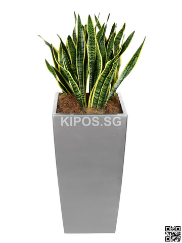 Sansevieria Trifasciata in Vertical Planter (Rental)