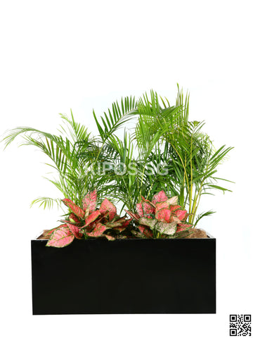 CHAMAEDOREA cataractarum in Rectangular Planter with ground cover plants (Rental)