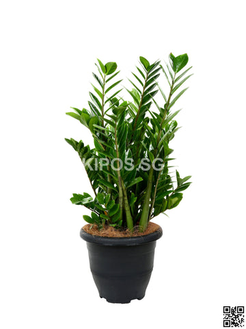 Zamioculcas Zamiifolia ZZ-B