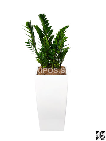 Zamioculcas Zamiifolia in Vertical Planter (Rental)