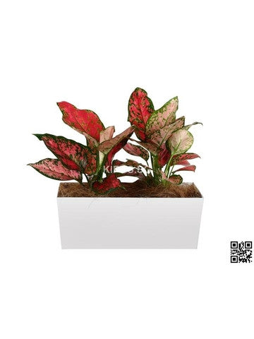 Aglaonema Pink in Tabletop Rectangular Planter (Rental)