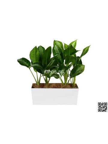 Aglaonema 'Ernesto's Favorite' in Tabletop Rectangular Planter (Rental)