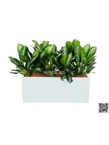 Aglaonema 'Ernesto's Favorite' in Rectangular Planter (Rental)