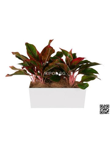 Aglaonema Red in Tabletop Rectangular Planter (Rental)