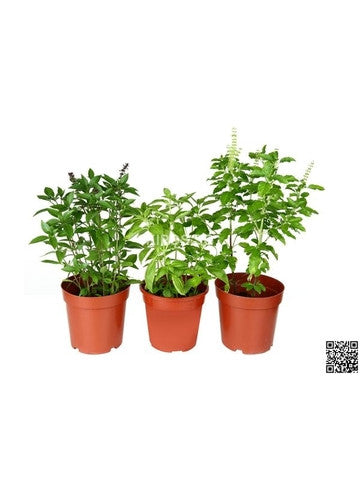 Ocimum tenuiflorum BASL-HOL-S